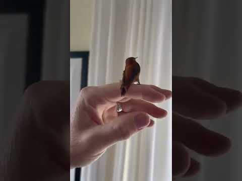 Canadian man helps hummingbird find its way back out