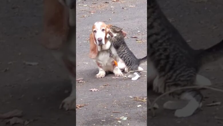 Cat CAN’T stop LICKING dogs ear #shorts