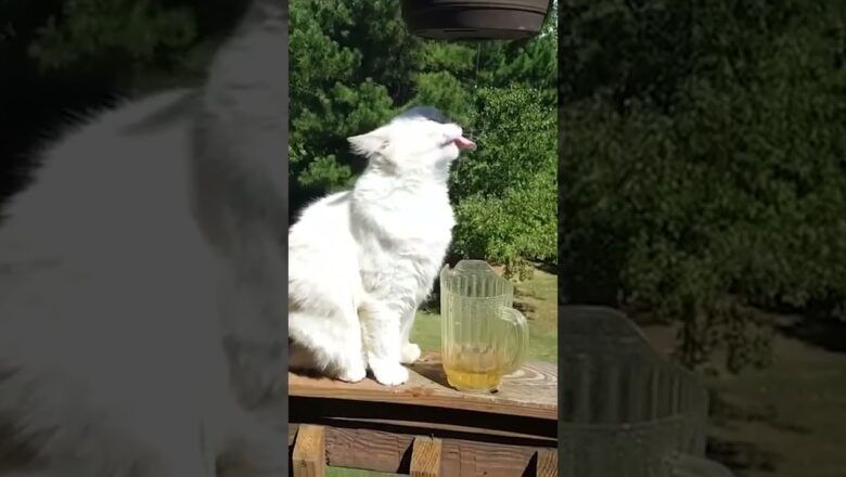 Cat Drinks Water From Plant #shorts