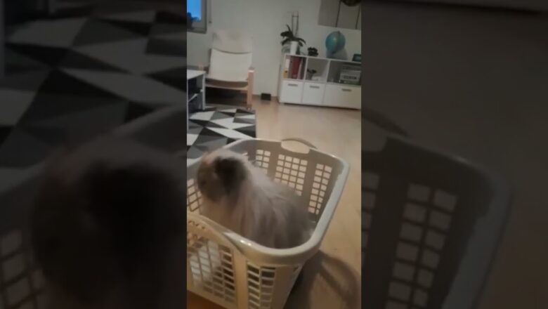 Cat Rides Rumba With Basket #shorts