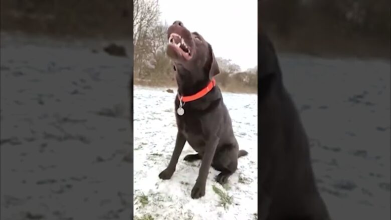 Dog Catches Treat In Snow #shorts