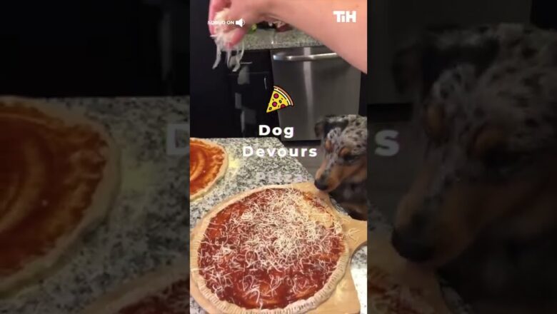 Dog Devours Pizza