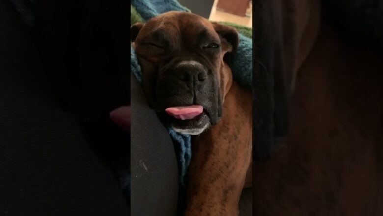 Dog SLEEPS with TONGUE OUT! #shorts