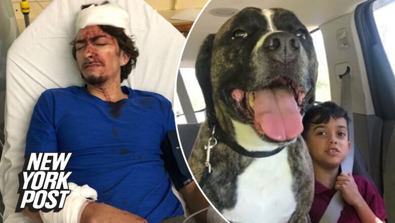 NYC man sues animal shelter after adopted dog mauled him | New York Post