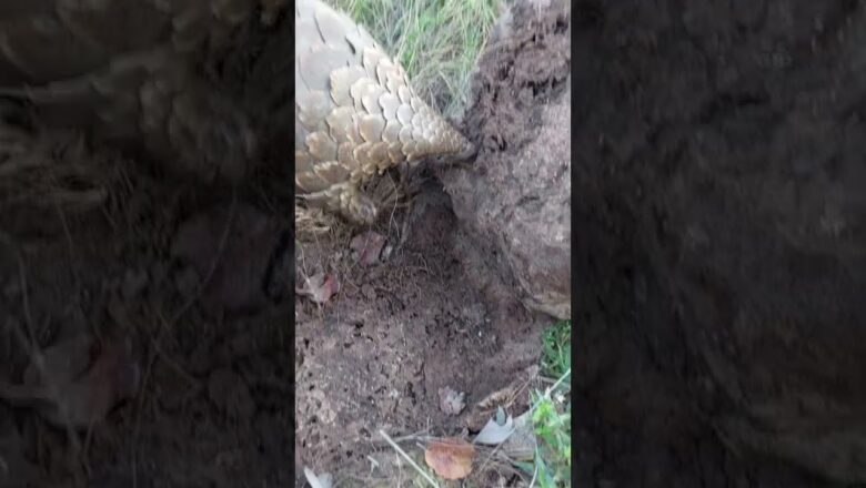 Rare footage of endangered pangolin hoovering up ants