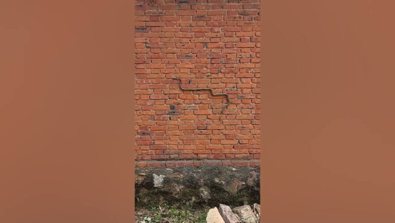 Real life ‘snake’ game: Snake slithers along wall!