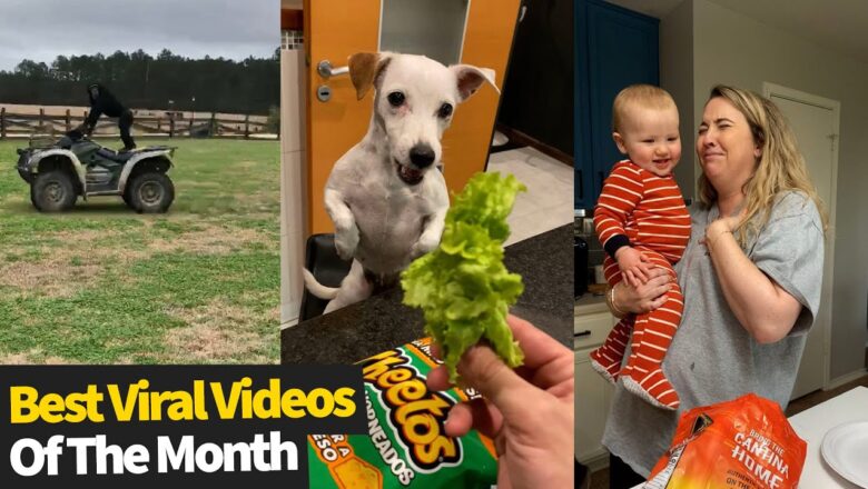 The Best Viral Videos Of The Month