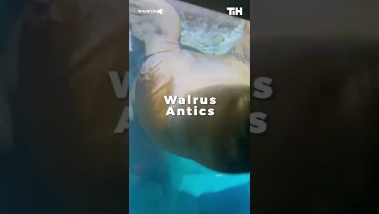 Walrus Does Funny Antics While Swimming Inside Oceanarium