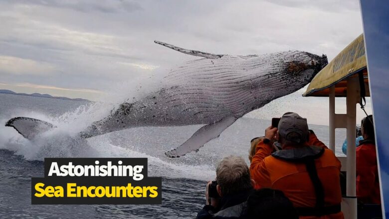 Astonishing Sea Encounters Caught On Camera