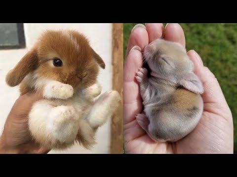 AWW SO CUTE! Cutest baby animals Videos Compilation Cute moment of the Animals – Cutest Animals #4