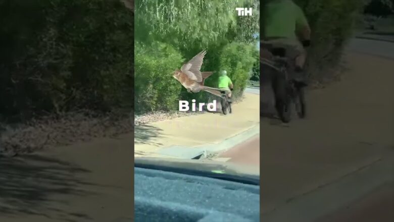 Bird Chases Off Cyclist