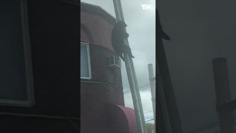 Black Bear Clings Onto Telephone Pole