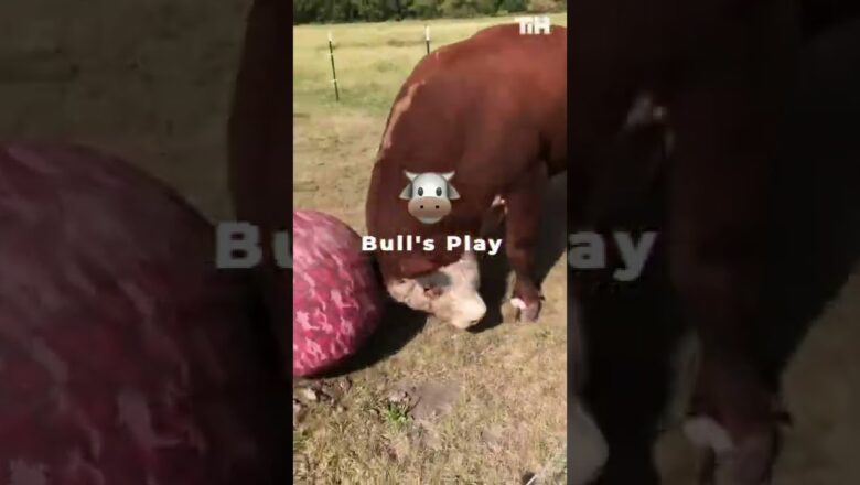 Bull Plays Around With Huge Ball