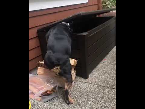 Bulldog figures out how to break into his toy chest