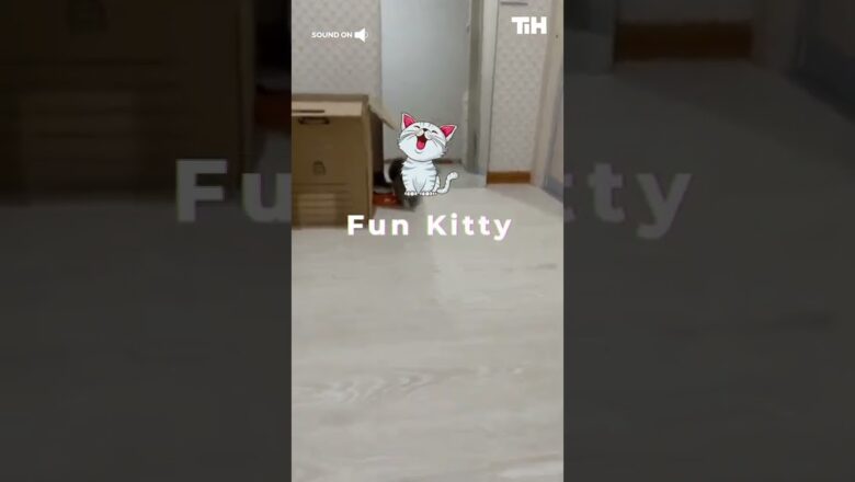 Cat Walks Funny After Getting Scared of Box Placed in Front and Crashes Into Mirror