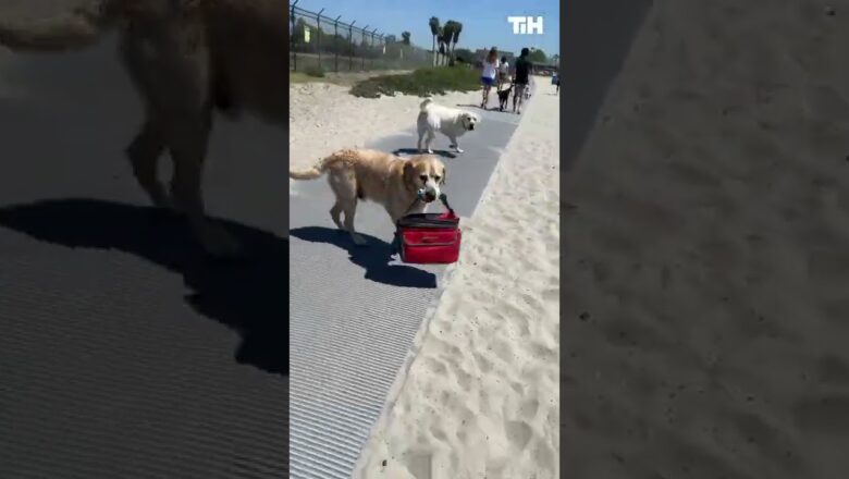 Dog Carries Owner’s Bag to Beach