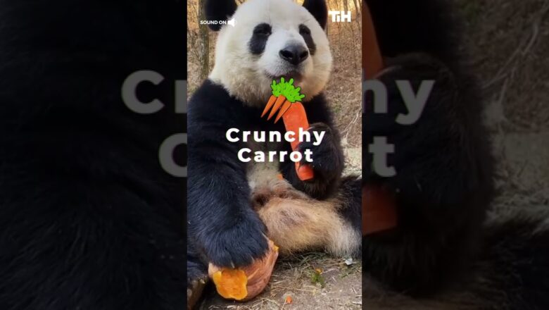 Giant Panda Relishes Carrot