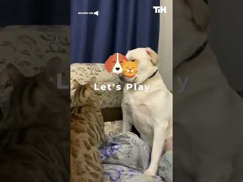 Labrador Sits Still in Horror as Cat Bites Them