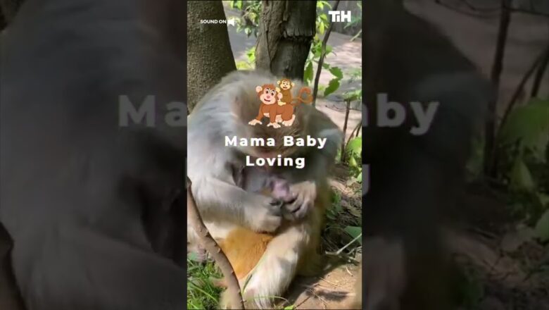 Mamma Monkey Grooms Baby Monkey Adorably