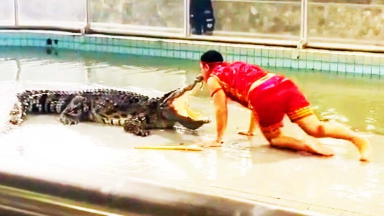 Man Kisses Huge Crocodile ﻿| Viral Videos Of The Week