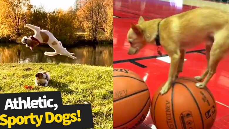Most Athletic Dog Breeds You Didn’t Know Existed