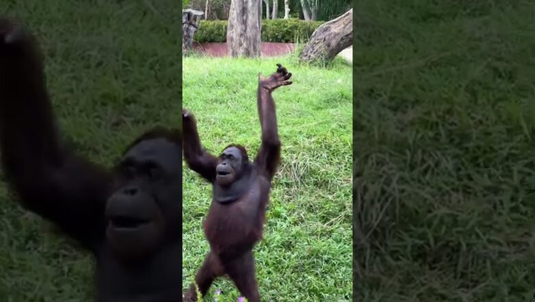 Orangutan Shows Off Funny Poses
