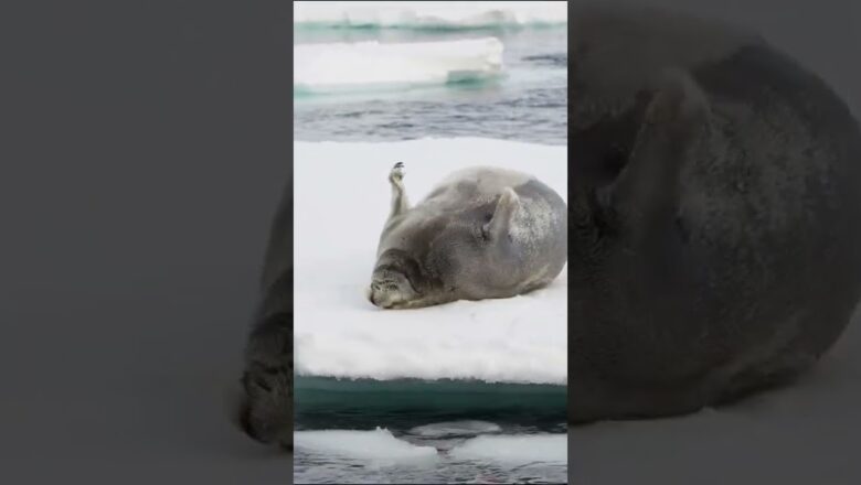 Photographer captures largest seal she’s seen rolling on ice