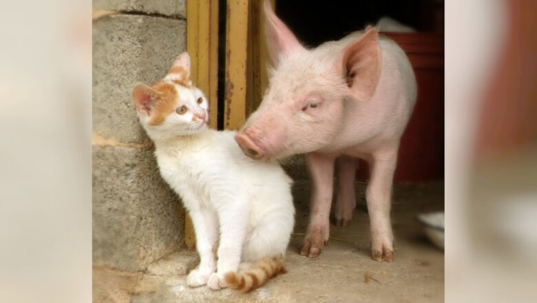 PIGS are really special and funny pets! BETTER THAN CATS?