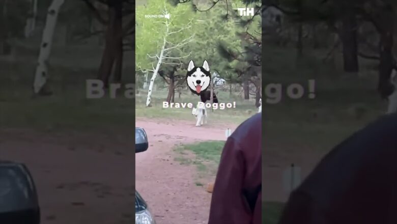 Playful Husky Almost Gets Attacked by Wild Bear Outside Their Front Yard