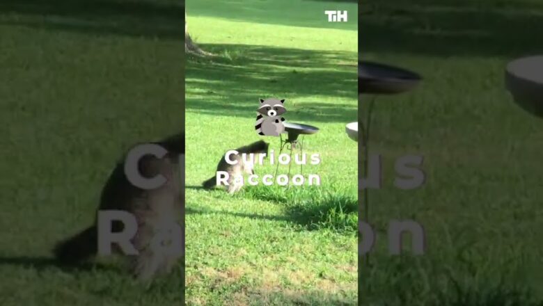 Raccoon Flips Birdbath While Checking It Out