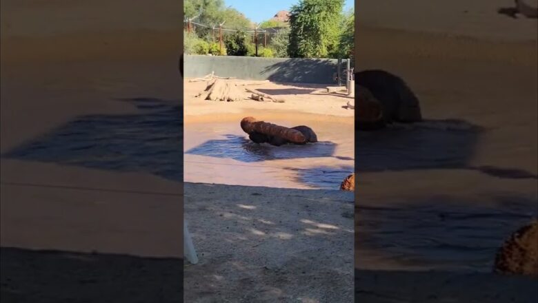 Rhino takes a huge log for a spin