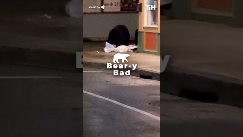 Scared Man Hides as He Witnesses Wild Bear Eating Garbage