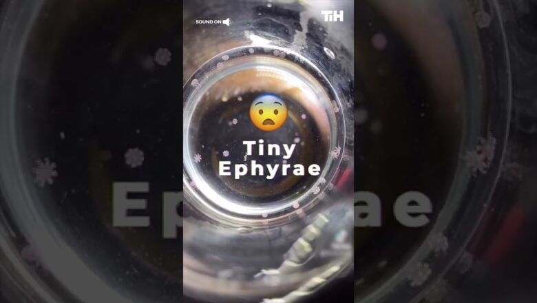 Tiny Ephyrae Swim in Container