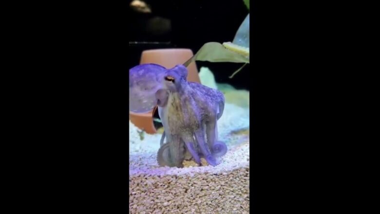Watch this octopus unscrew a jar to reach food