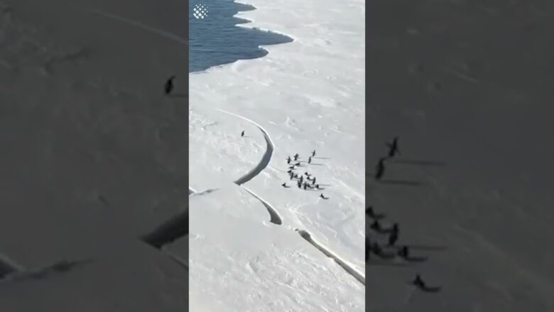 Dramatic moment penguin almost gets SEPARATED from flock!