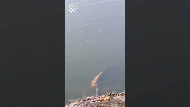 Fish spotted with a human like face!