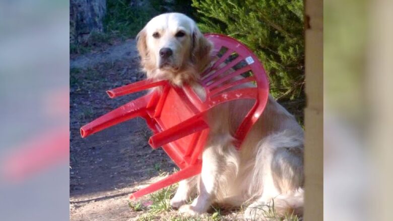 If you are bored, GOLDEN RETRIEVERS are the best solution – Funniest DOGS