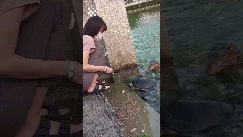 Monitor lizard pounces on fish while woman feeds them