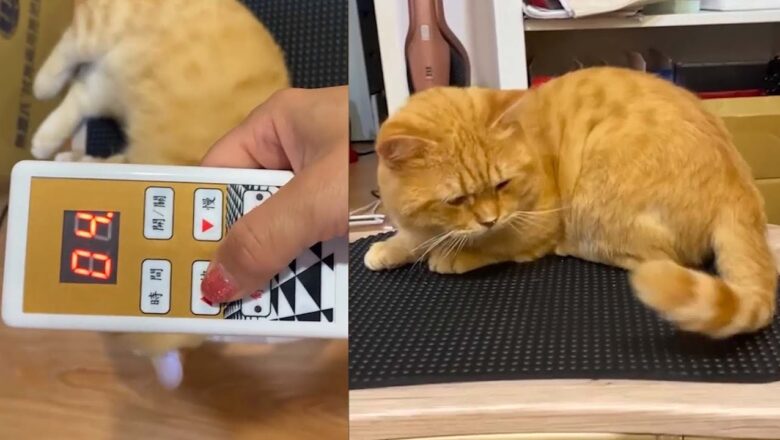 Pet cat has time of her life lying on a vibrating platform