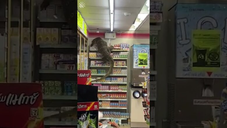 Rampaging 6ft monitor lizard raids supermarket!