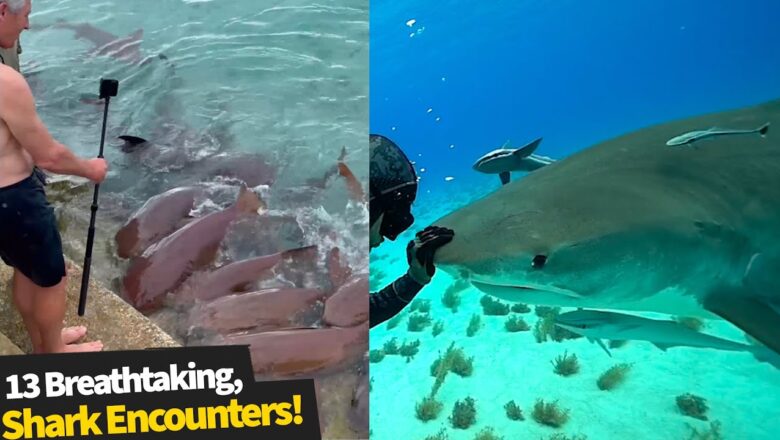 Shark encounters that were way too close for comfort! ?