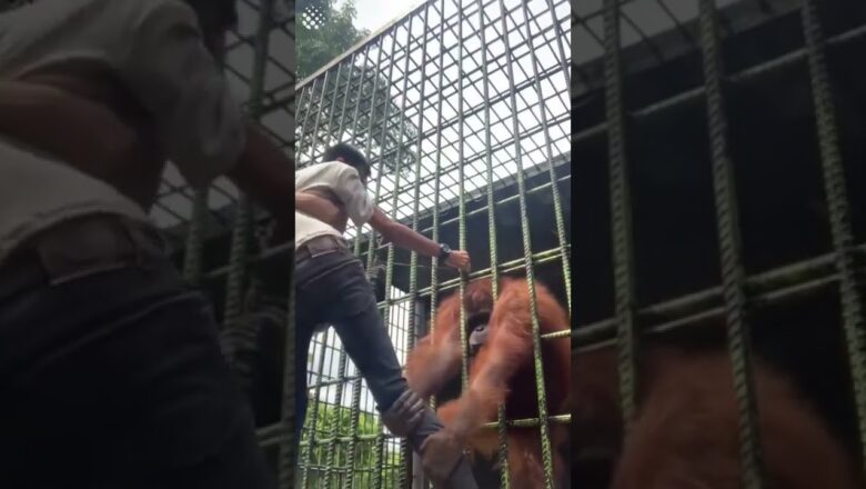 Silly zoo visitor jumped the barriers and got too close to an orangutan