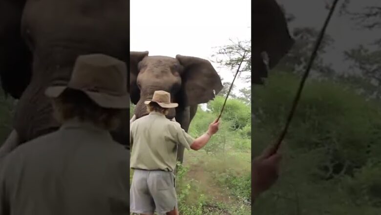 Standing your ground against a charging elephant!