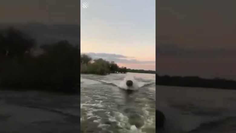 Terrifying moment GIANT HIPPO angrily chases sightseers!