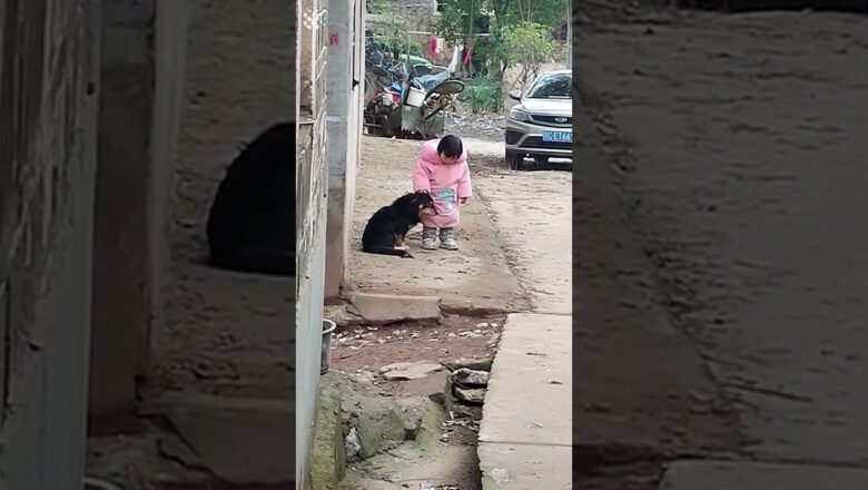 Toddler covers dog’s ears so pooch wouldn’t be frightened by firecrackers