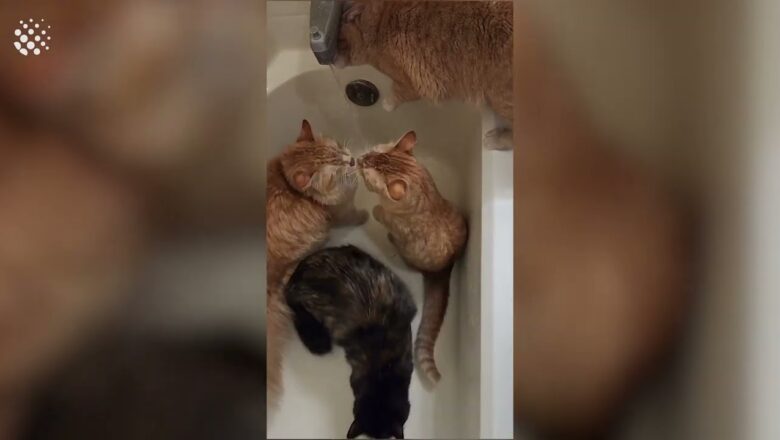 5 Cats Meow over the Bathtub Faucet