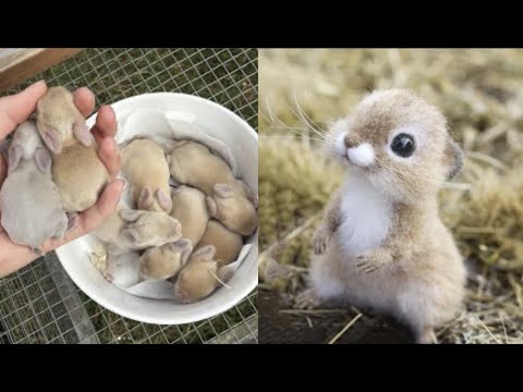 AWW SO CUTE! Cutest baby animals Videos Compilation Cute moment of the Animals – Cutest Animals #18