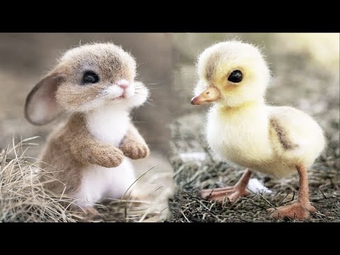 AWW SO CUTE! Cutest baby animals Videos Compilation Cute moment of the Animals – Cutest Animals #15