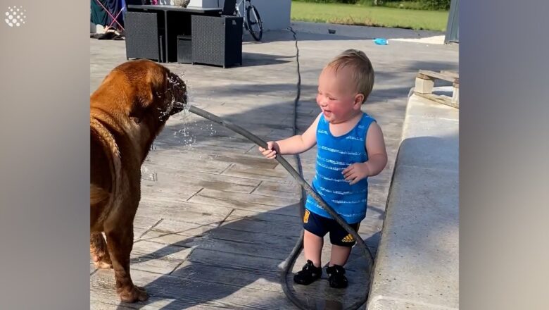 Baby boy can’t stop giggling while playing with his dog