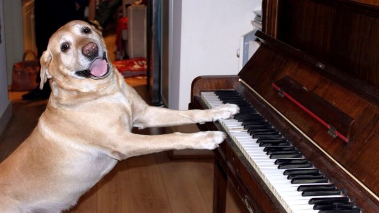 Funniest SINGING & TALKING DOGS – You’ll laugh all day long!